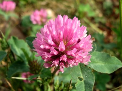 20140414Trifolium pratense