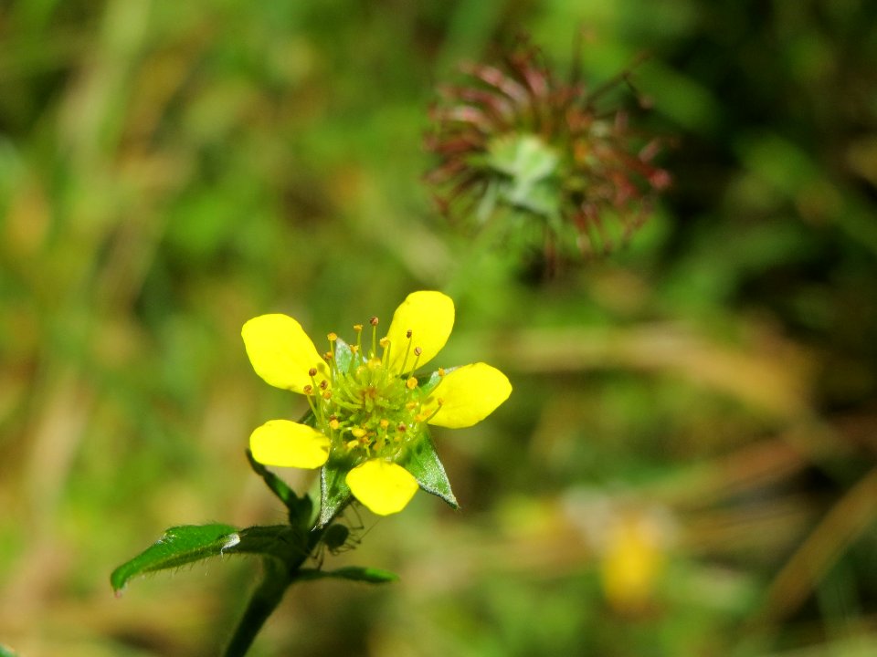 20140630Geum urbanum
