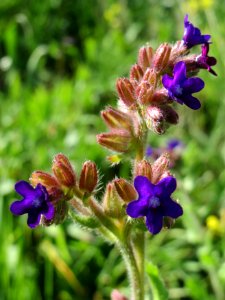 20140827Anchusa officinalis3