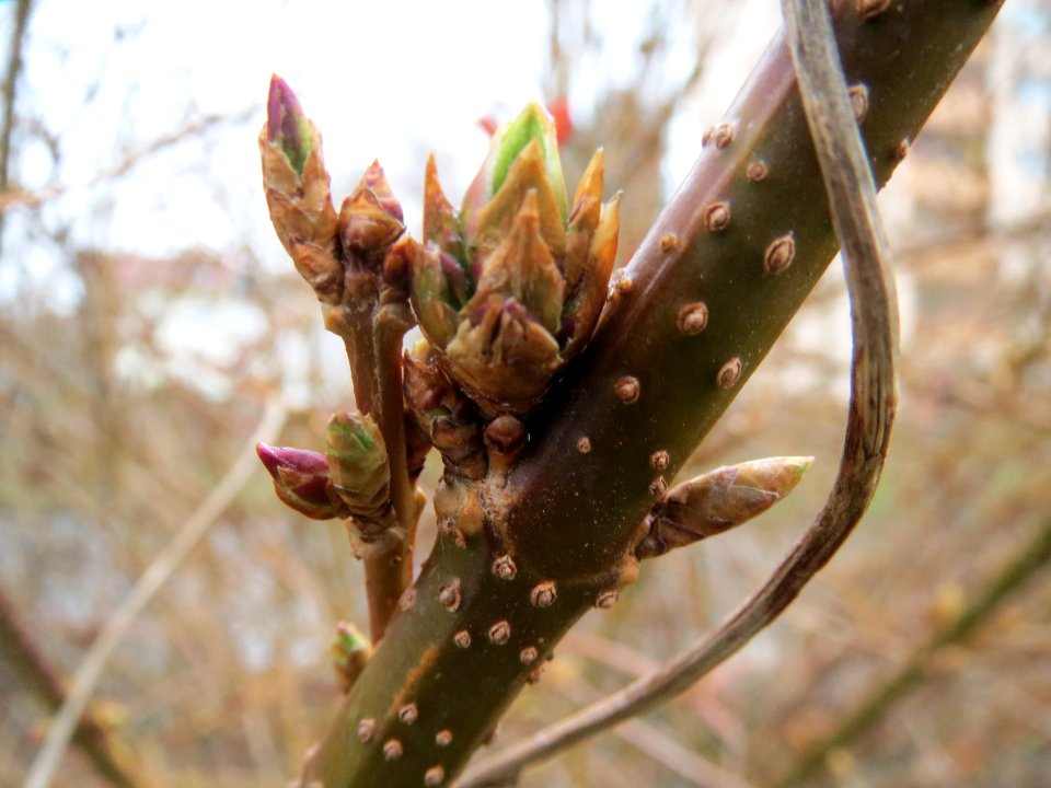 20140210Forsythie Hockenheim08