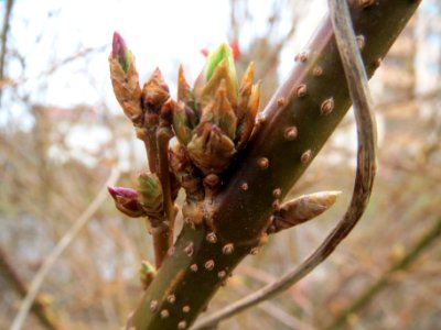 20140210Forsythie Hockenheim08