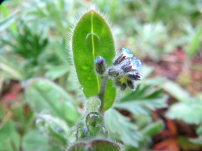 20140405Myosotis stricta2