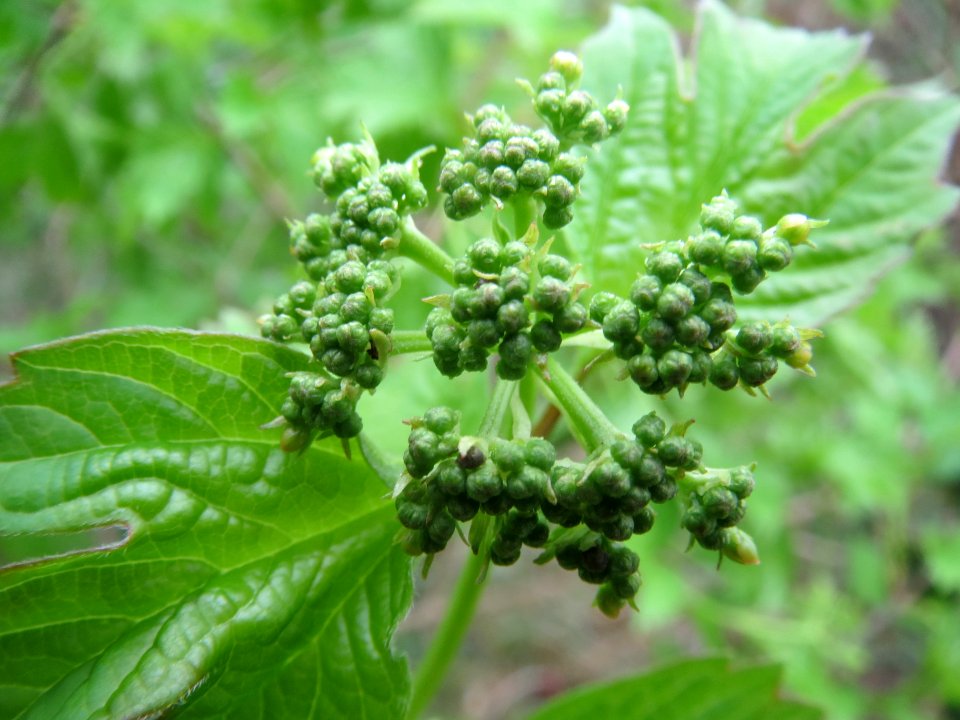20140405Viburnum opulus2