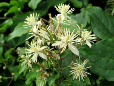 20140825Clematis vitalba3