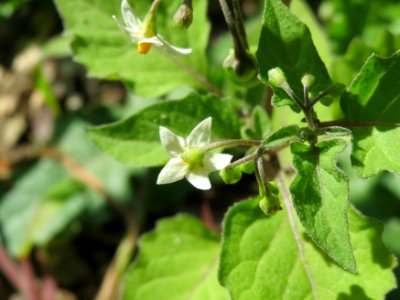 20140824Solanum nigrum1