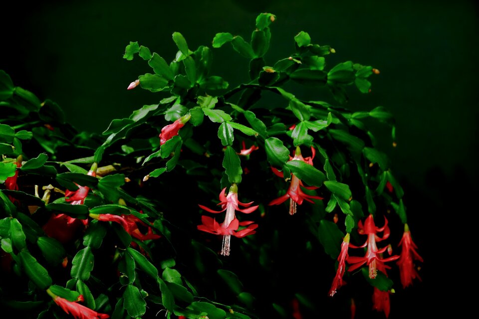 Cactus weihnachtskaktus cactus flowers