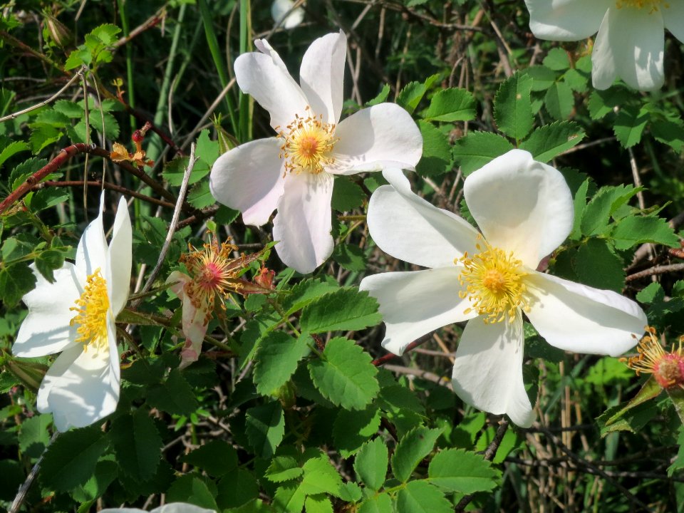 20140430Rosa spinosissima2