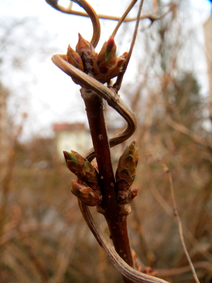 20140210Forsythie Hockenheim10