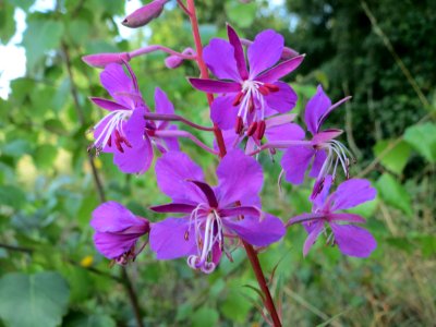20140716Chamerion angustifolium