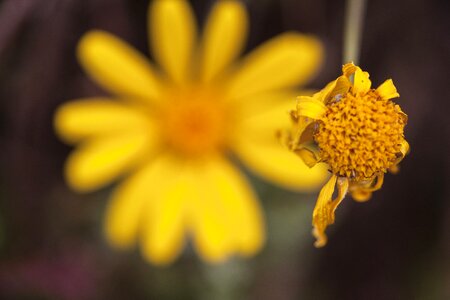 No one outdoor wildflower