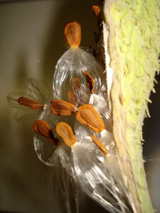 Plant seeds macro