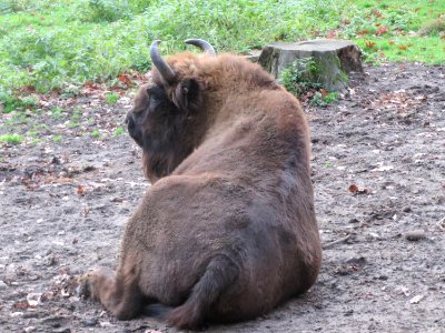 20151118Bison bonasus1