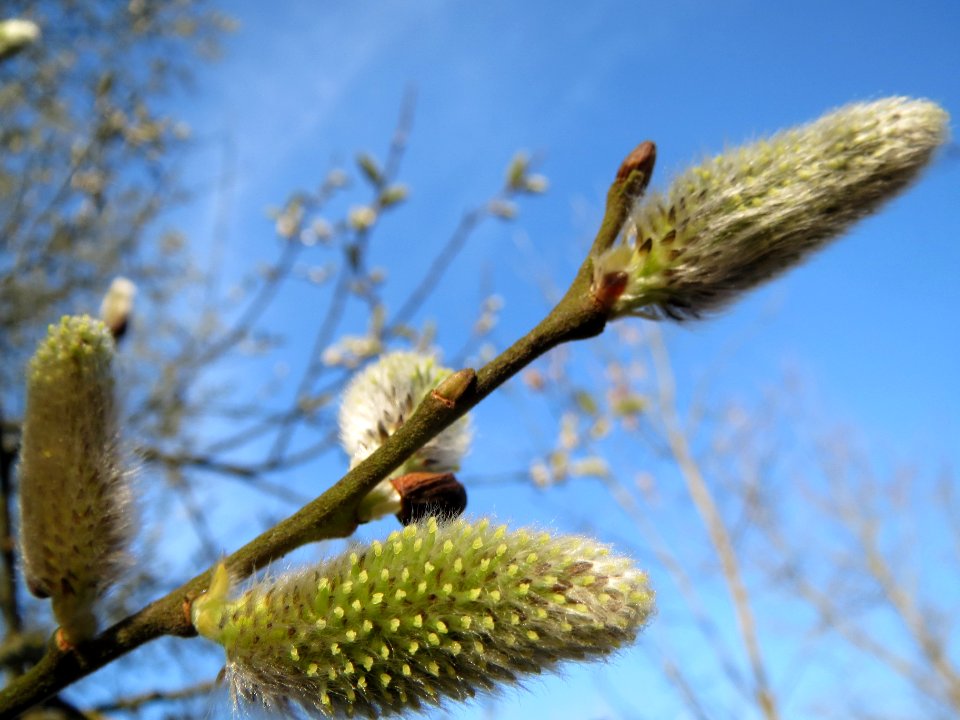 20140311Salix cinerea1