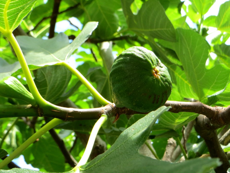 20140627Ficus carica4