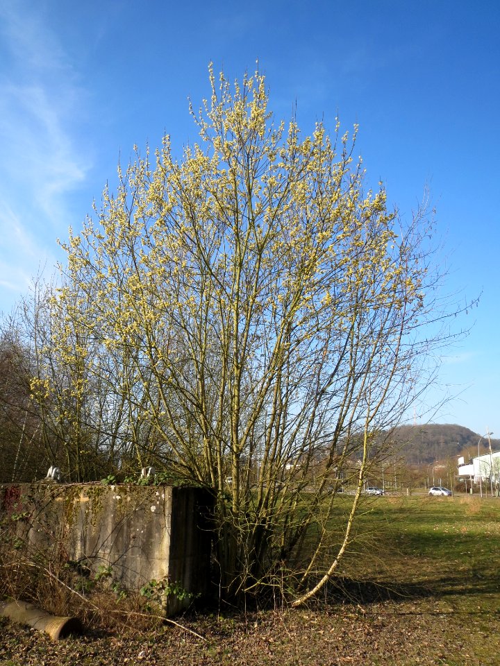 20140311Salix caprea3