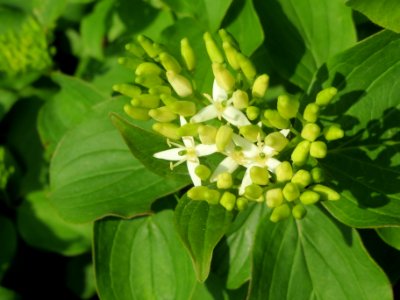 20140430Cornus sanguinea1