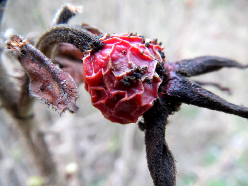 20140301Rosa rugosa2