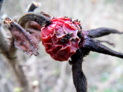 20140301Rosa rugosa2