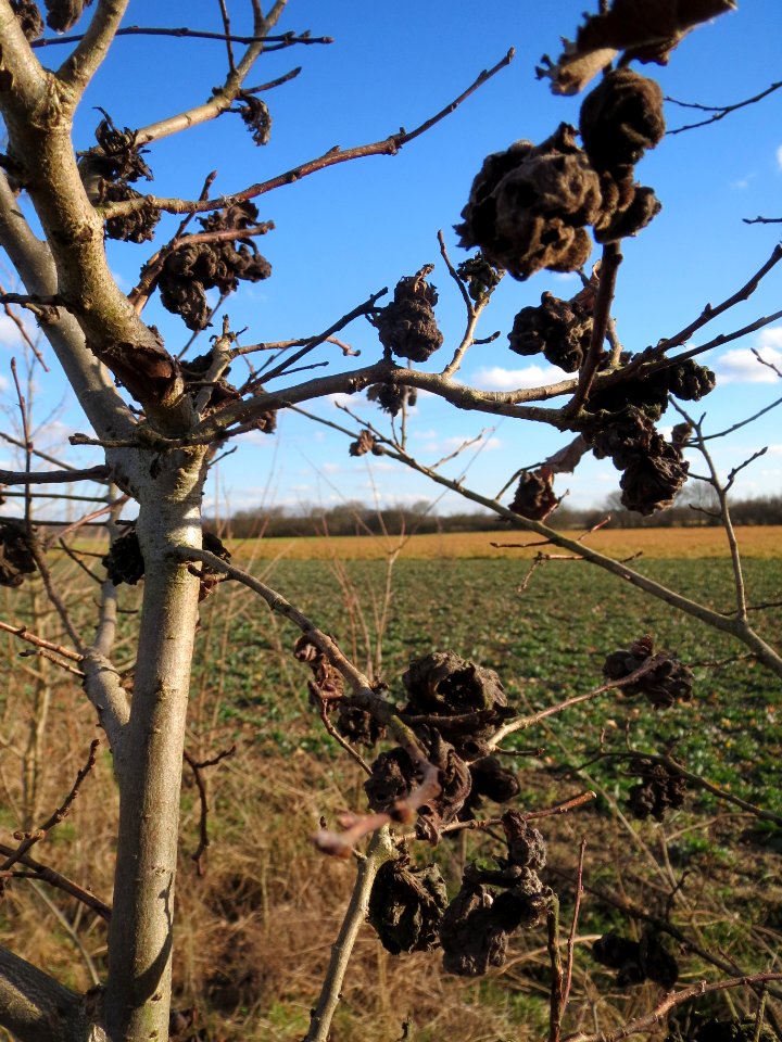 20140212Ulmus minor Walldorf1