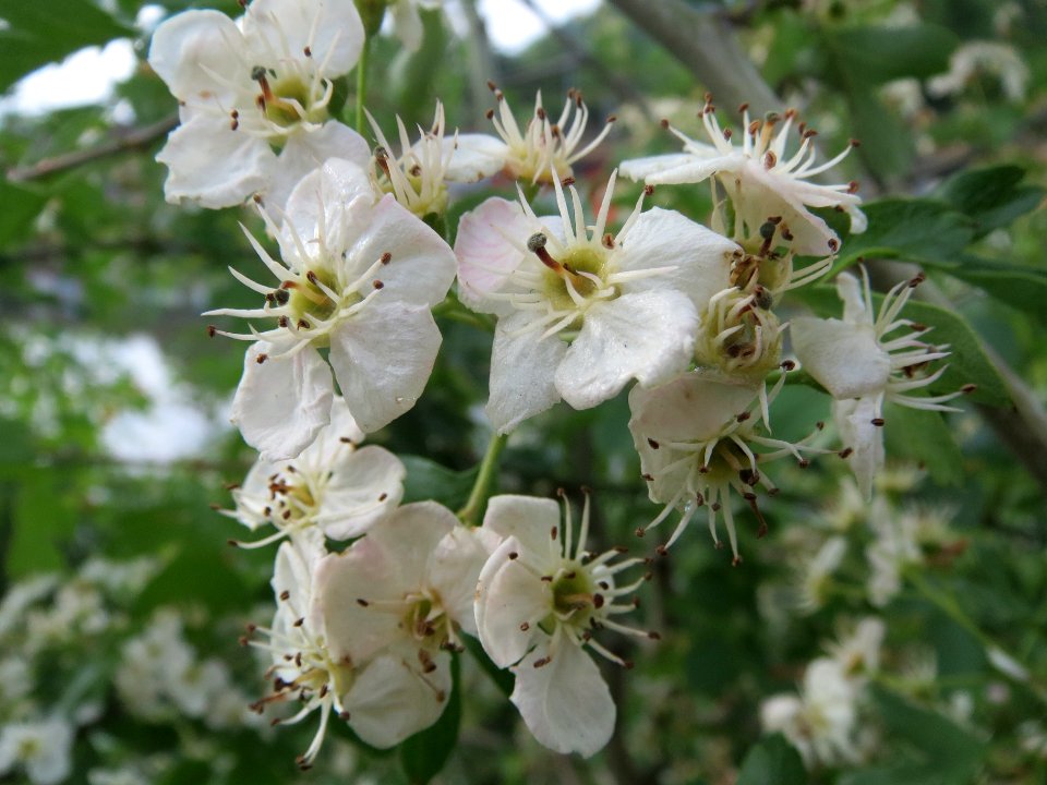 20140502Crataegus monogyna