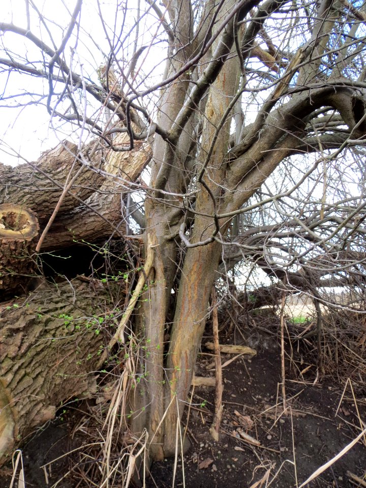 20140228Prunus cerasifera Hockenheimer Rheinbogen14