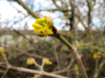 20140211Cornus mas3