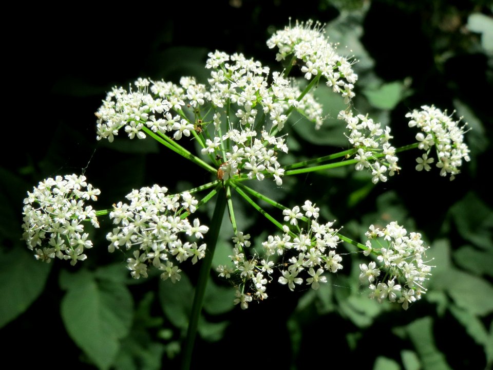 20140606Aegopodium podagraria