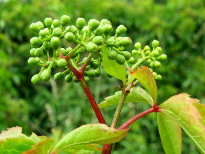 20140602Parthenocissus quinquefolia3