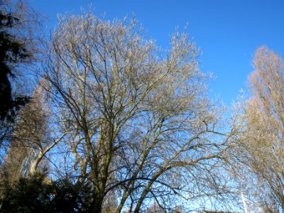 20140217Salweide Hockenheim1