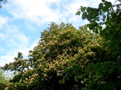 20140507Aesculus hippocastanum photo