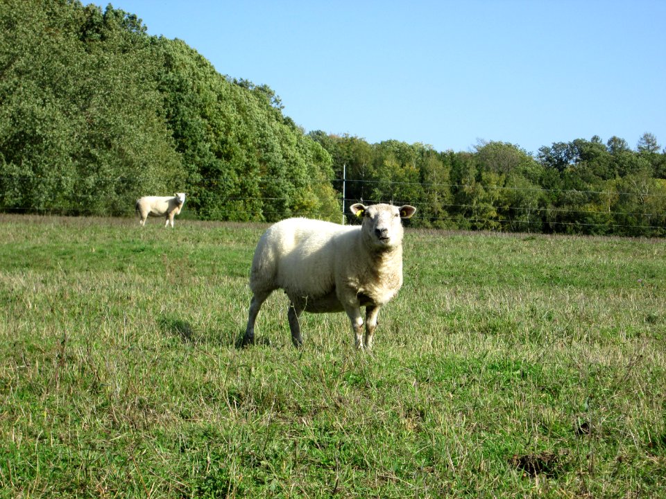 20191013Moutons Spicheren3