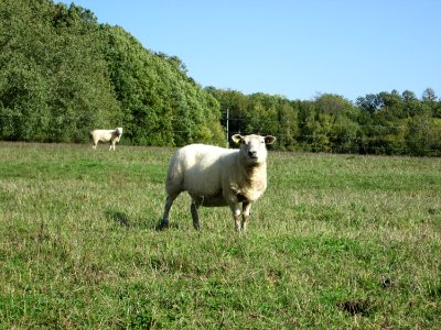 20191013Moutons Spicheren3