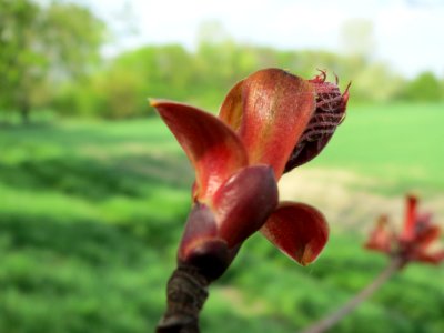 20140406Ahorn Altlussheim15