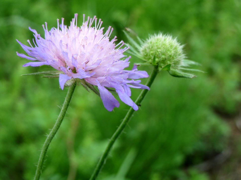 20140715Scabiosa columbaria2