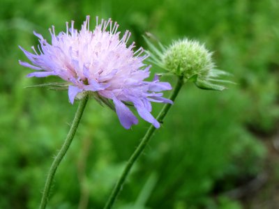 20140715Scabiosa columbaria2