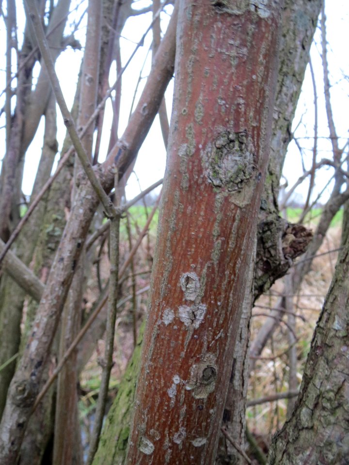 20140214Cornus sanguinea3