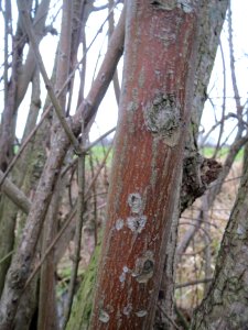 20140214Cornus sanguinea3