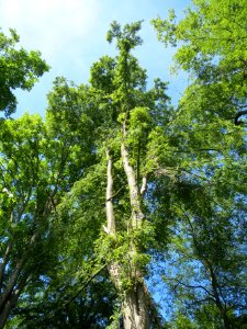 20140606Carpinus betulus1