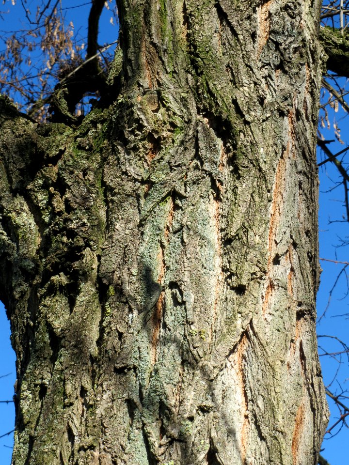 20140217Robinia pseudoacacia1