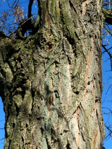 20140217Robinia pseudoacacia1
