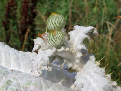 20140724Onopordum acanthium4