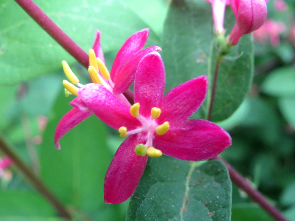 20140414Lonicera tatarica5