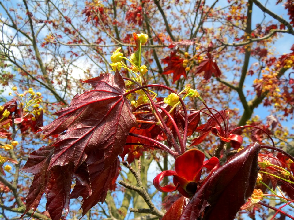 20140406Ahorn Altlussheim09