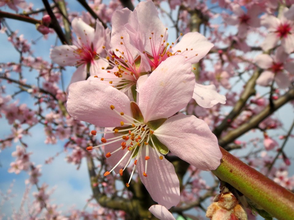 20140316Mandelbluete Bruehl07