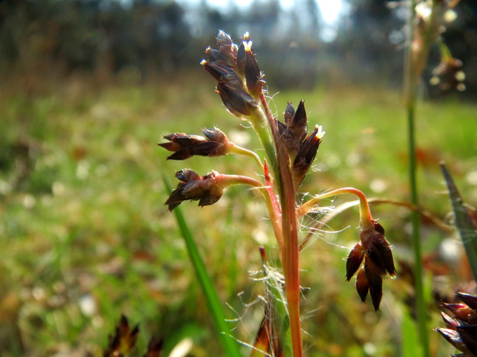 20140321Luzula campestris2