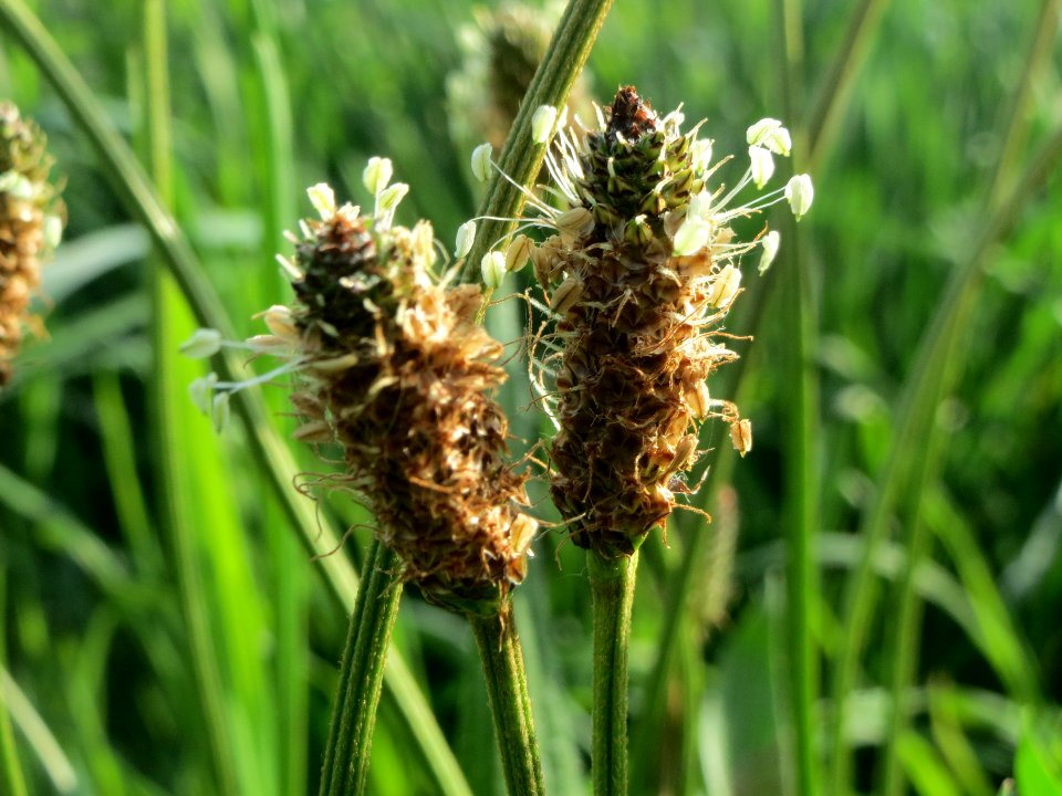 20140414Plantago lanceolata