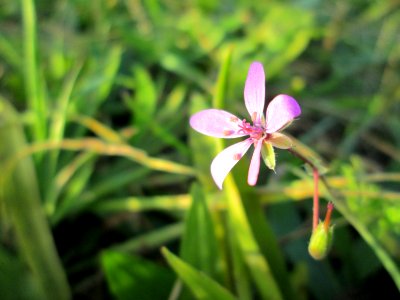 20141101Erodium cicutarium3