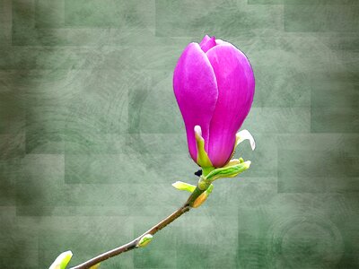 Plant color bright