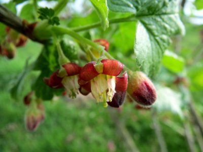 20140326Ribes uva-crispa03