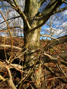 20140212Tilia cordata2